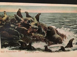 Postcard Antique View of Seals on Seal Rocks, San Francisco, CA.   T3