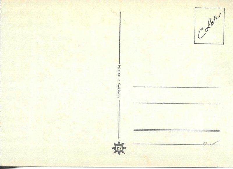 Poodle dog Modern German photo postcard 19870s