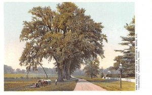 New England Views on Boston Lancaster, Massachusetts Postcard