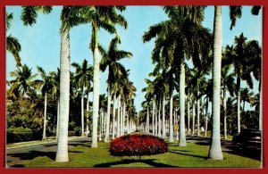 Florida, Palm Beach - Royal Palm Way - [FL-1098]