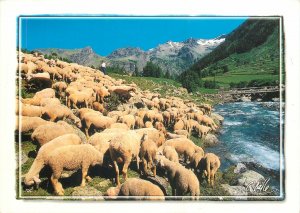 Animals Postcard Sheep herd near river