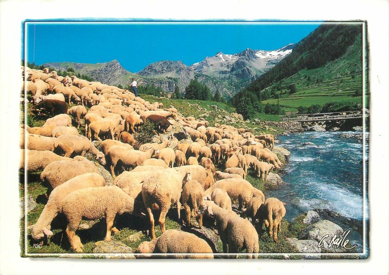 Animals Postcard Sheep herd near river