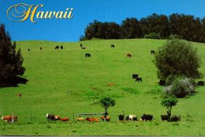 Hawaii Waimea Rolling Hills With Grazing Cattle 1998