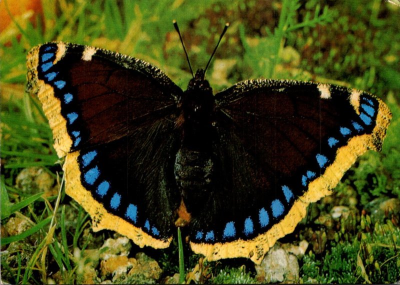 Butterflies Camberwell Beauty