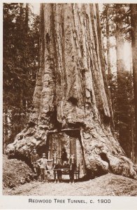 California Redwood Tree Tunnel Circa 1900