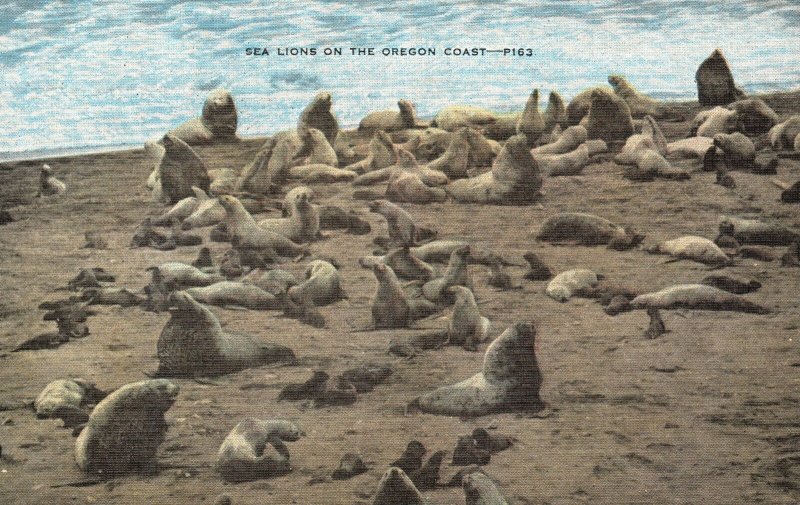 Vintage Postcard Sea Lions Animals On The Oregon Coast OR E. C. Kropp Co. Pub.