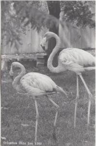 Ohio Real Photo RPPC Postcard Columbus 1992 ZOO Pink Flamingos 33