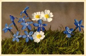 Flowers - Bavarian Gentian                               (Thor & Gyger #3085)