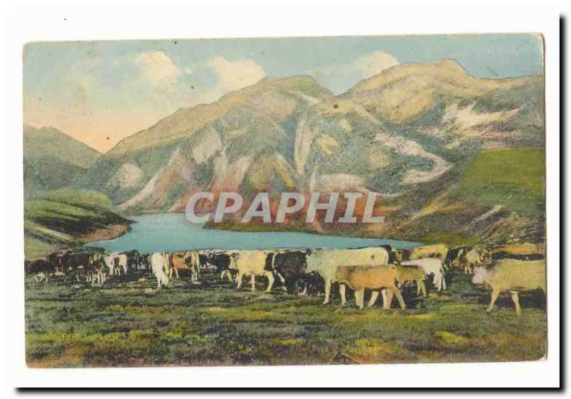 Pyrenees Old Postcard Herd down (cows)