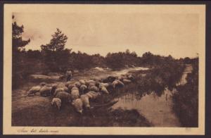 Shepherd,Sheep,Netherlands Postcard