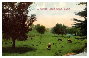 Postcard ANIMAL SCENE Sego Kansas KS AR7801
