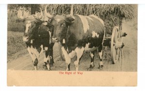 Oxen Pulling Wagon of Hay