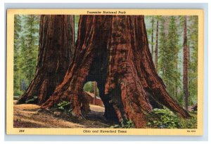 Vintage Ohio And Haverford Trees Yosemite National Park California Postcard P148