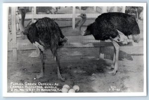 St. Augustine FL Postcard RPPC Photo Florida Grown Ostrich Cline c1940's Vintage