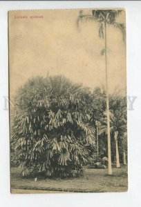 432763 Singapore Botanical Garden Licuala spinosa Vintage postcard