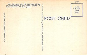 Largest Elm Tree in U. S. Marietta, Ohio OH