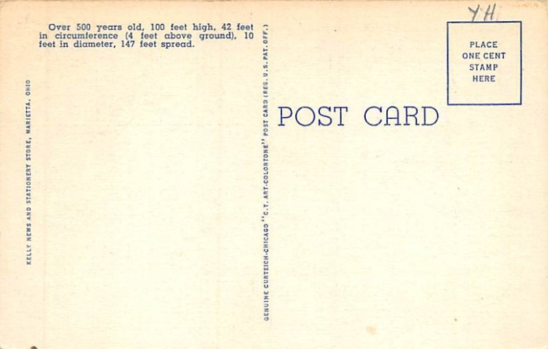 Largest Elm Tree in U. S. Marietta, Ohio OH