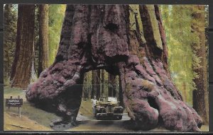 California, Yosemite National Park - Wawona Tunnel Tree - [CA-469]