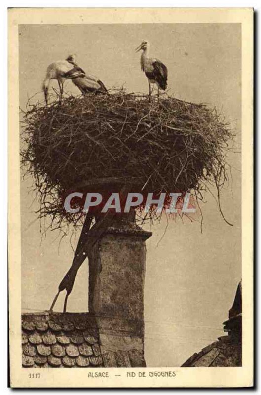 Old Postcard Folklore Alsace Storks nest