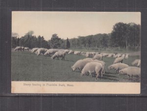 MASSACHUSETTS, FRANKLIN PARK, SHEEP FEEDING, c1910 ppc., unused.