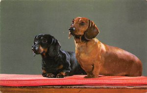 Dachshunds Dog Unused 