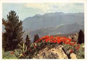 B35861 Botanischer Alpengarten am Schachen bei Garmisch Partenkirchen  germany