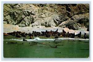 Vintage Seal Rocks Santa Catalina Island, Cal. Postcard F93S