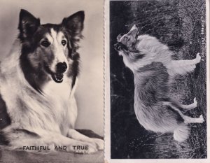 A Conscious Beauty Faithful & True 2x Rough Collie Real Photo Postcard s