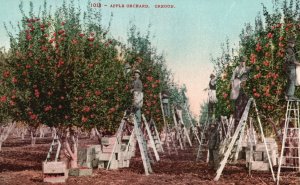Vintage Postcard Apple Orchard Fruit Harvesting Farm Produce Fruits Oregon EDW M