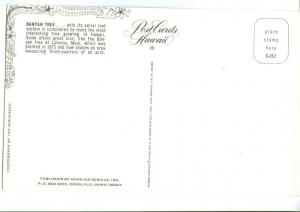 Banyan Tree, Hawaii, unused Postcard 