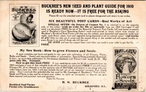 Postcard advert IL Rockford - Woman Holding Buckbee's Giant Branching Asters