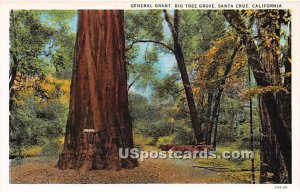 General Grant, Big Tree Grove - Santa Cruz, California CA  