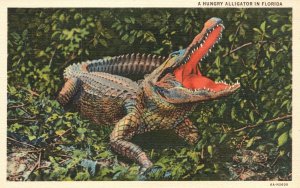 Vintage Postcard 1930's A Hungry Alligator Native Animal In Florida Everglades