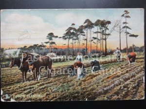 Old Tucks: Potato Planting Our Farm Series No.4405