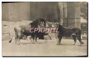 Postcard Old Felin Leo Berlin Zoo Mesopotamische Lowin