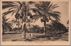 Algeria Biskra Palmiers Dattiers Vintage Postcard C192