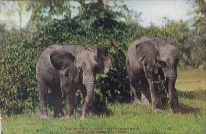 Pair Of East African Elephants New York Zoological Sociey