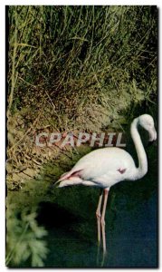 Postcard Modern Camargue Flamingo bird