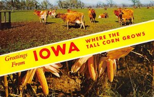 Tall Corn State Greetings from, Iowa Postcard