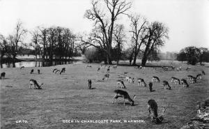 BR80775  deer in charlecote park warwick cerf deer real photo   uk