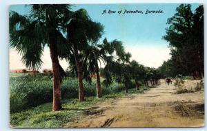 *Row of Palmettos Trees Horse Buggy on Dirt Road Bermuda Vintage Postcard A30