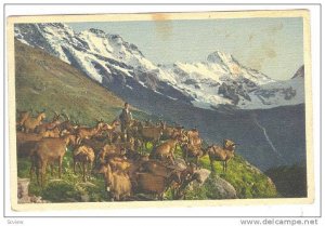 Goat herding, Geiseen auf Alp Stufenstein, Grosshorn-Lauferbr, Breithorn, PU-...