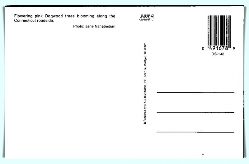 Connecticut - Dogwood Trees - [CT-250]
