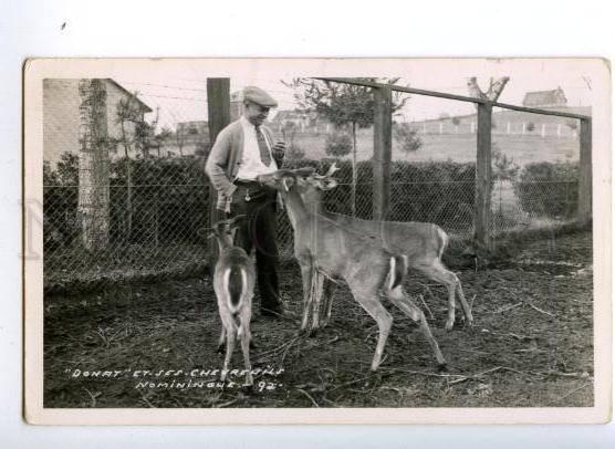 149046 HUNT WDONAT Chevreuils DEER Nominingue CANADA ZOO PC