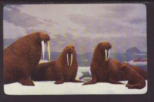 Walrus Postcard 