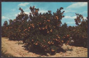 Orange Groves,Central FL Postcard