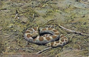 California Rattle Snake, Reptile, Animal, Ready to Strike 1910's pre WWI