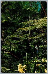 Postcard Hawaii National Park c1961 Tree Fern Forest Kilauea Crater