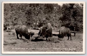 RPPC Redding California At the Buffalo Ranch Eastman Studio Postcard G21