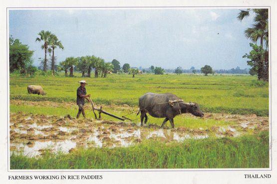 Thai Farmers Working In Rice Paddies Thailand Postcard